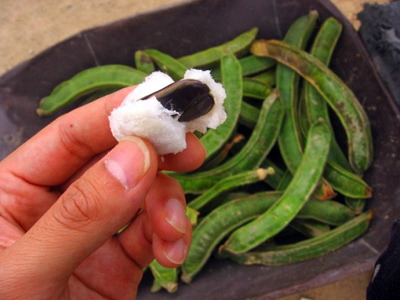 Pacay Fruit in Cusco Peru - Pacay Fruit in Cusco Peru