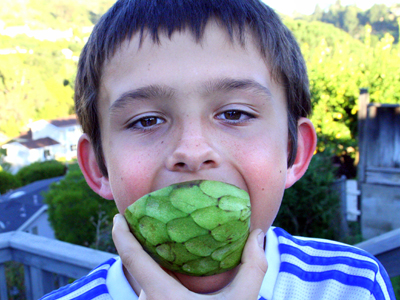 Eating Cherimoya Eating Cherimoya - Eating Cherimoya
